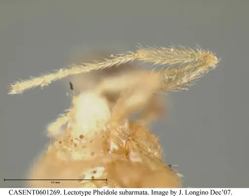 Pheidole subarmata - CASENT0601269