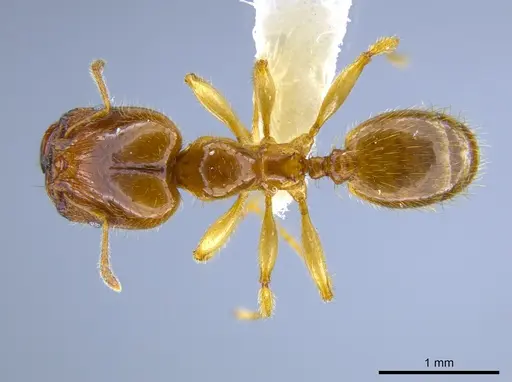 Pheidole subarmata - CASENT0633439