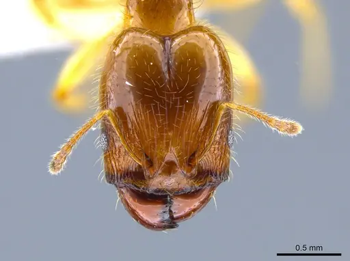 Pheidole subarmata - CASENT0633439