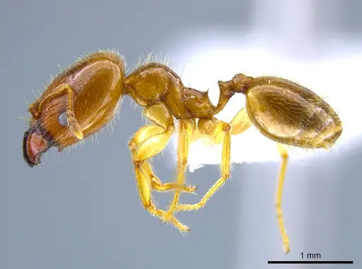 Pheidole subarmata - CASENT0633439