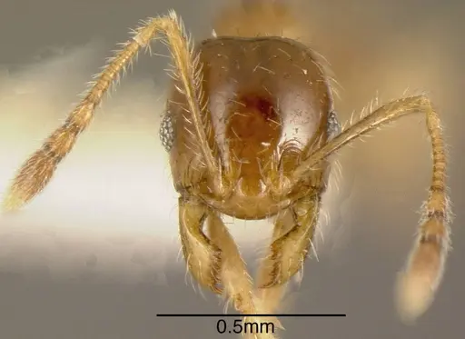 Pheidole subarmata - CASENT0635533