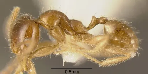 Pheidole subarmata - CASENT0635533