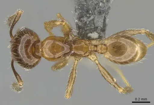 Pheidole subarmata - CASENT0768602