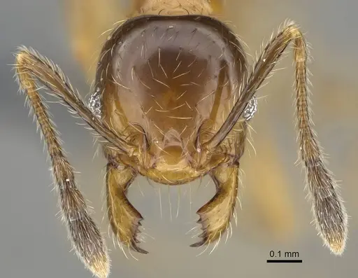 Pheidole subarmata - CASENT0768602