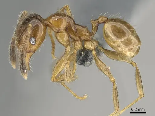 Pheidole subarmata - CASENT0768602