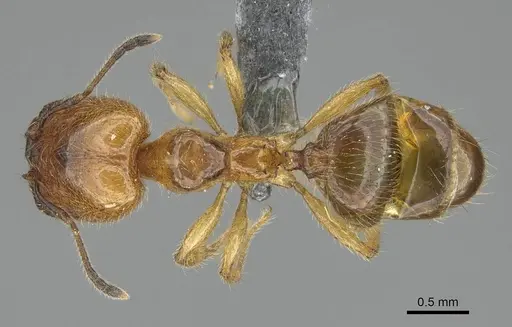Pheidole subarmata - CASENT0768605