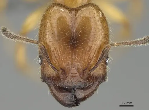 Pheidole subarmata - CASENT0768605