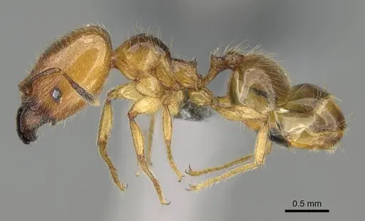 Pheidole subarmata - CASENT0768605