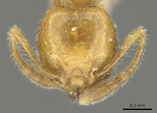 Pheidole subarmata - CASENT0901601