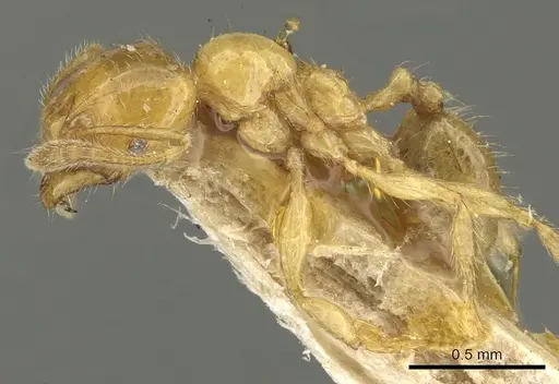 Pheidole subarmata - CASENT0901601