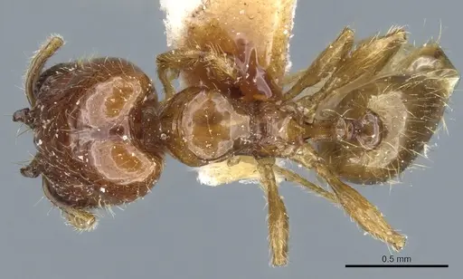 Pheidole subarmata - CASENT0904376