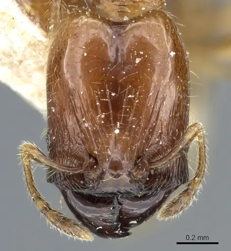 Pheidole subarmata - CASENT0904376