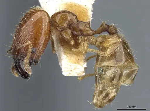 Pheidole subarmata - CASENT0904376