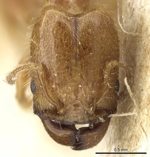 Pheidole subarmata - CASENT0904377