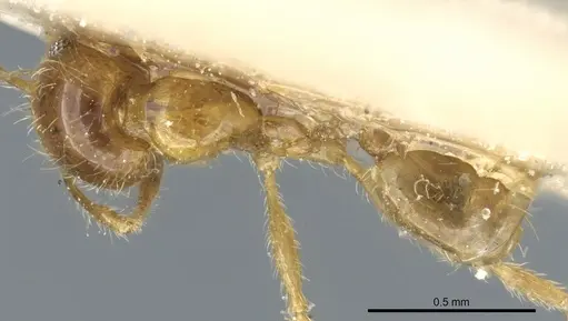 Pheidole subarmata - CASENT0904378