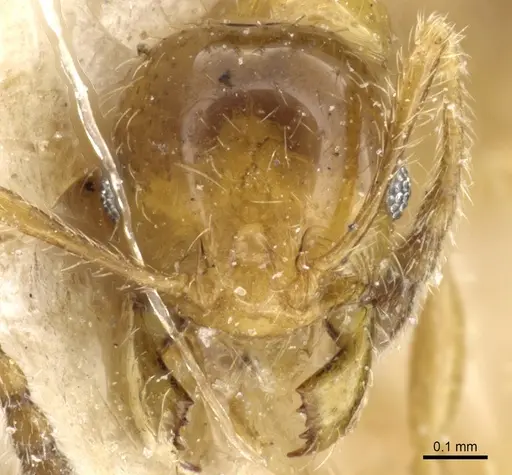 Pheidole subarmata - CASENT0904378