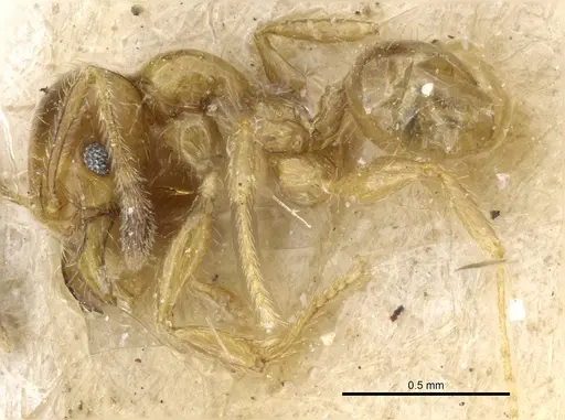 Pheidole subarmata - CASENT0904378