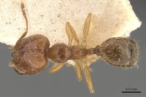 Pheidole subarmata - CASENT0908238