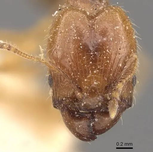 Pheidole subarmata - CASENT0908238