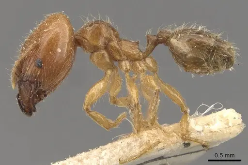 Pheidole subarmata - CASENT0908238