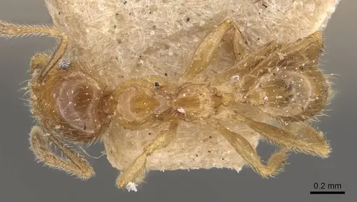 Pheidole subarmata - CASENT0908239