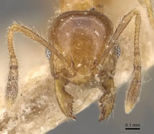 Pheidole subarmata - CASENT0908239