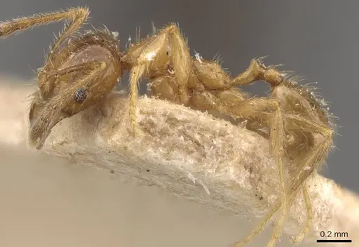 Pheidole subarmata - CASENT0908239