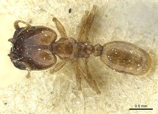 Pheidole subarmata - CASENT0913454