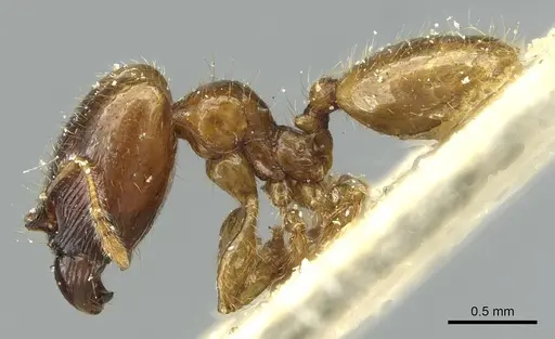 Pheidole subarmata - CASENT0913454
