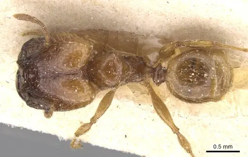 Pheidole subarmata - CASENT0913455