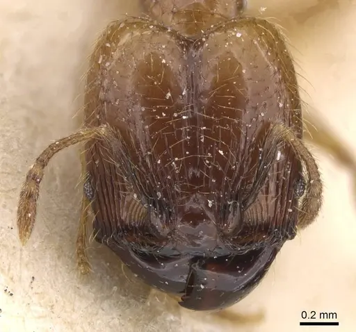 Pheidole subarmata - CASENT0913455