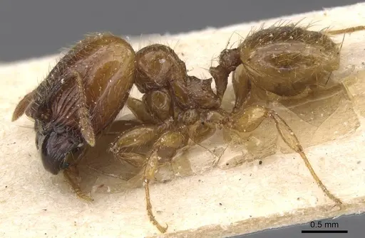 Pheidole subarmata - CASENT0913455