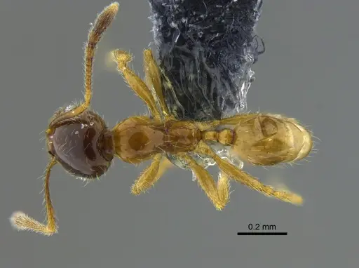 Pheidole subarmata - CBUMAGENT42039