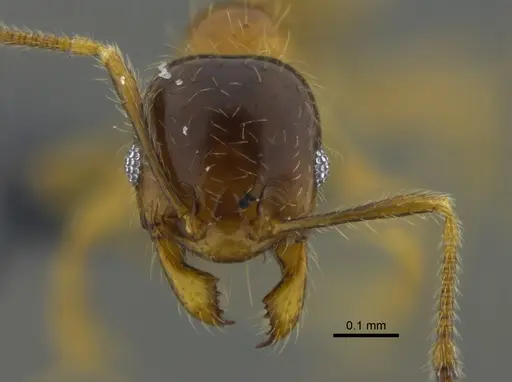 Pheidole subarmata - CBUMAGENT42039
