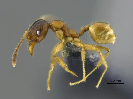 Pheidole subarmata - CBUMAGENT42039