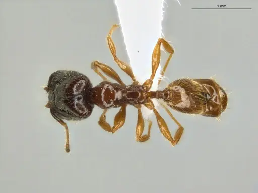 Pheidole subarmata - ECOFOG-IT14-0112-75-S