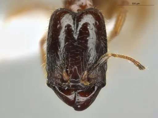 Pheidole subarmata - ECOFOG-IT14-0112-75-S