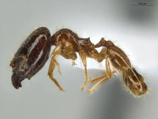 Pheidole subarmata - ECOFOG-IT14-0112-75-S
