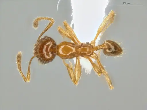 Pheidole subarmata - ECOFOG-IT14-0112-75