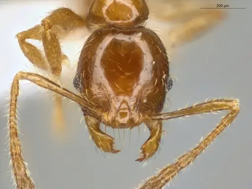 Pheidole subarmata - ECOFOG-IT14-0112-75