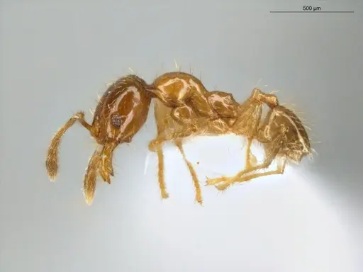 Pheidole subarmata - ECOFOG-IT14-0112-75