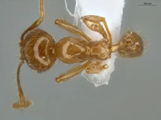 Pheidole subarmata - ECOFOG-IT14-0441-13