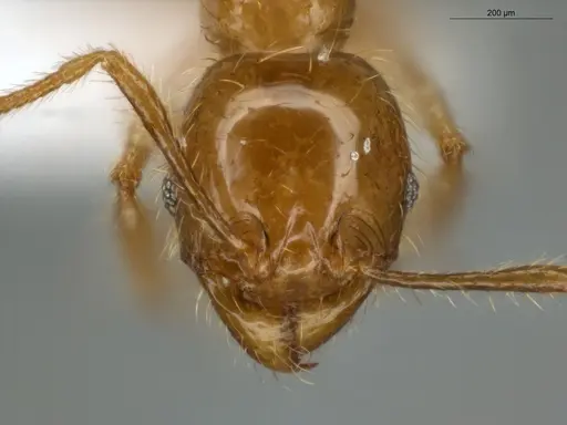 Pheidole subarmata - ECOFOG-IT14-0441-13