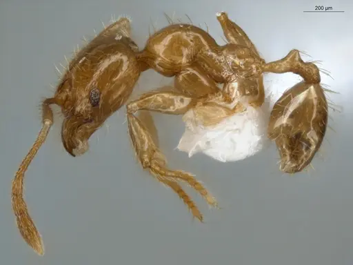 Pheidole subarmata - ECOFOG-IT14-0441-13