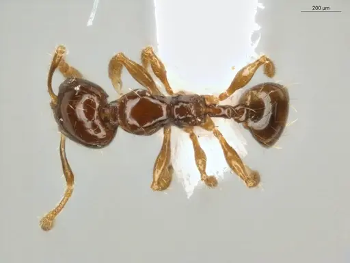 Pheidole subarmata - ECOFOG-MI15-0485-26