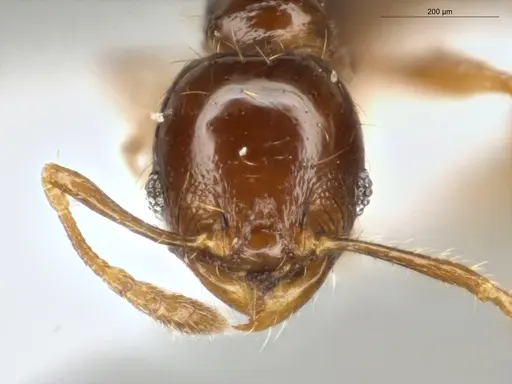 Pheidole subarmata - ECOFOG-MI15-0485-26
