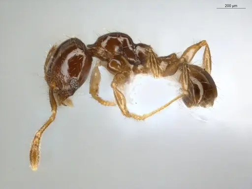 Pheidole subarmata - ECOFOG-MI15-0485-26