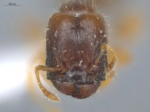 Pheidole subarmata - ECOFOG-SL13-0001-53-S