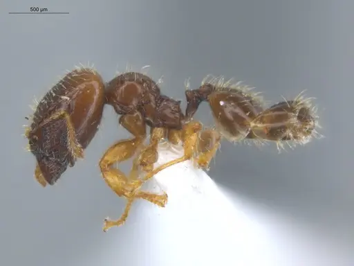 Pheidole subarmata - ECOFOG-SL13-0001-53-S