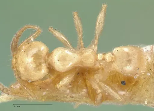 Pheidole subarmata - FOCOL1556